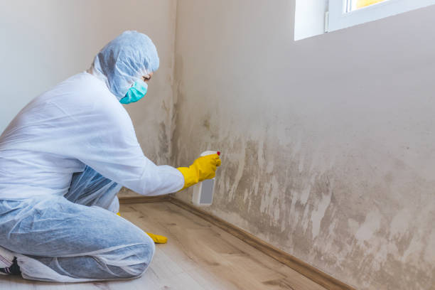 Licensed Commercial Mold Remediation service in Passaic, NJ - WQB Mold Removal